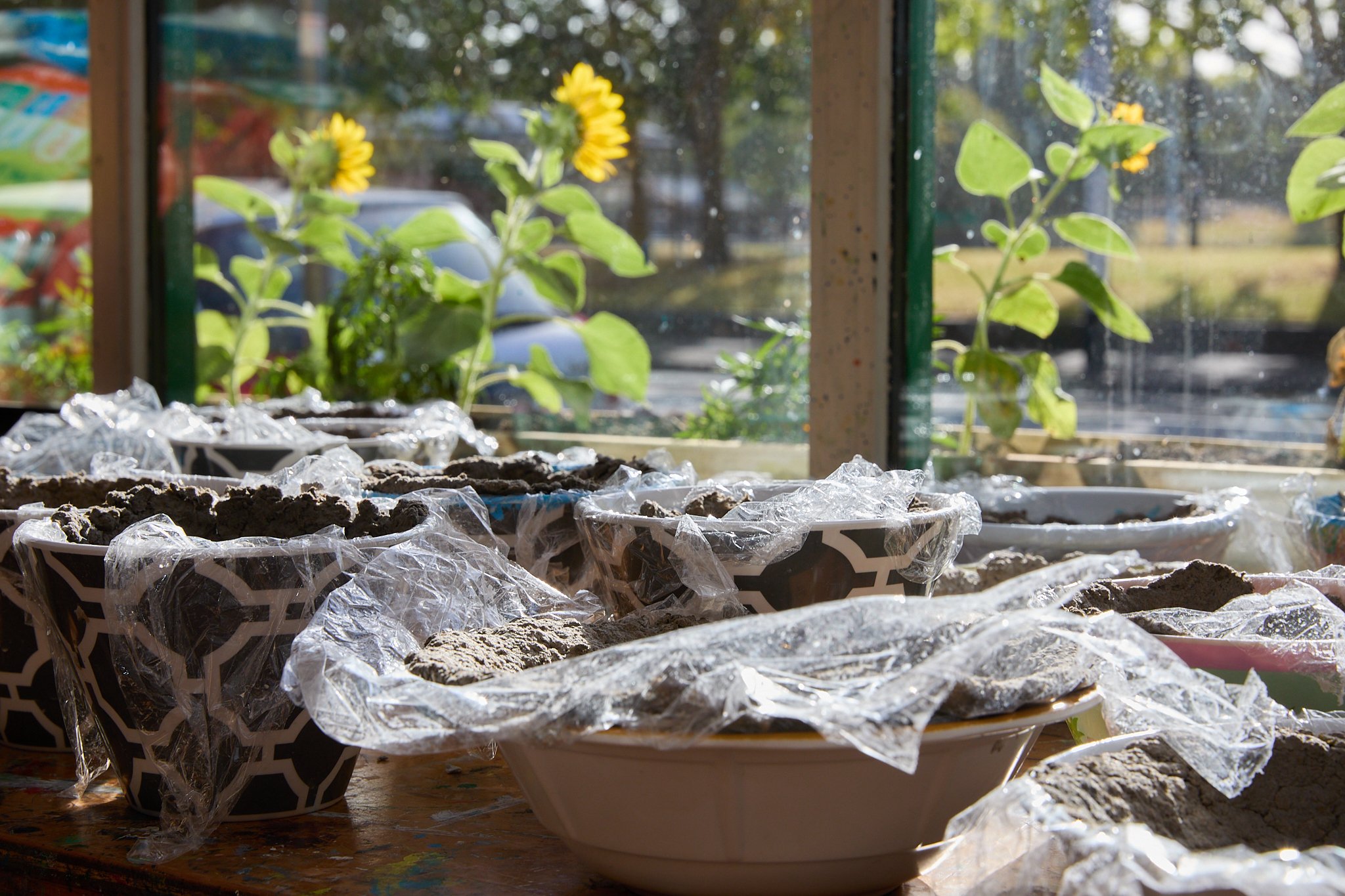 flowers through the window