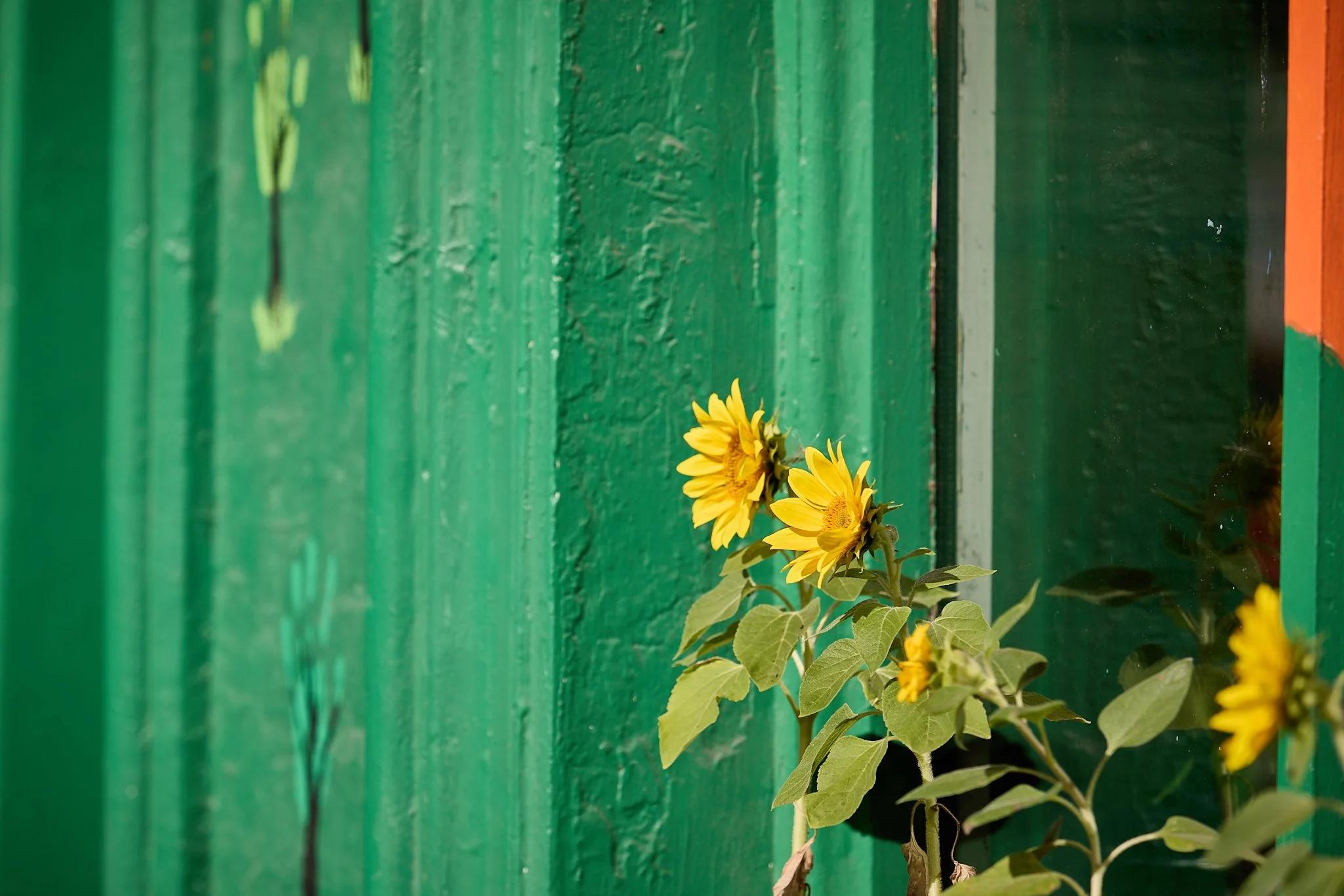 yellow flowers on a sill