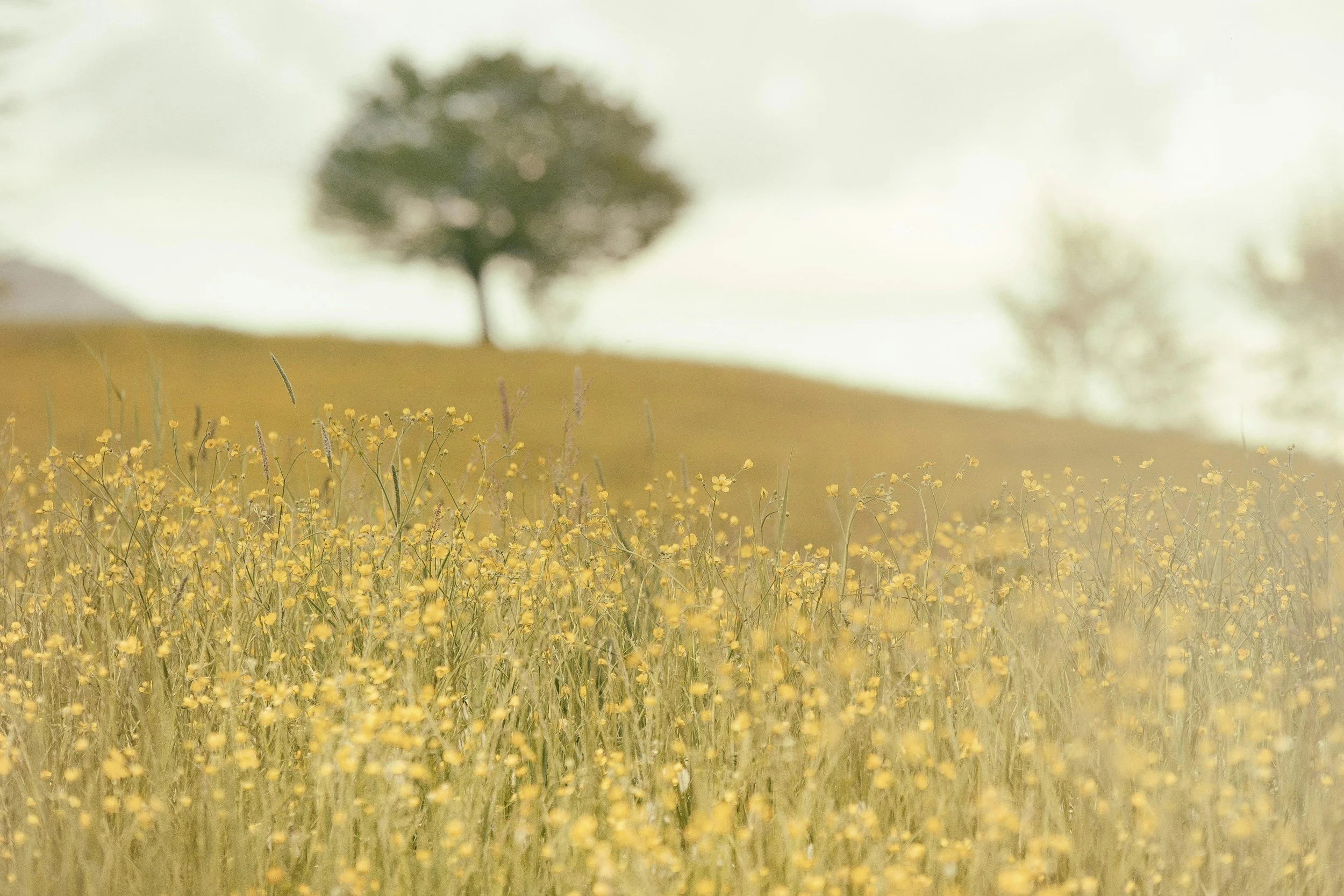 Golden field